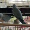 Proven Quaker Colony *Lots Colors*Everything goes 15 Quakers cages in pics included*Last Chance*