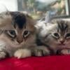 Adorable Scottish Fold Mix Kittens