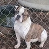 LARGE WHITE MALE AMERICAN BULLDOG AND BRINDLE AND WHITE FEMALE