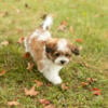 Shichon teddy bear puppies In Indiana 