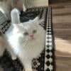 3 Purebred Persian Kittens