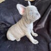 French bulldog  available