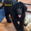 Quality Standard Poodle Pups! - meet Scout 