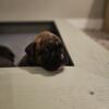 Boxer Puppies For Sale