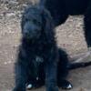 Aussiedoodle puppies