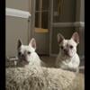 French bulldog Brothers