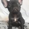 Black female French Bulldog