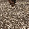 Jacky roosters healthy meat breed chickens