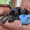 AKC Cane Corso puppies 