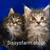 Maine Coons for adoption