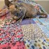 Devon rex adult retired female lily