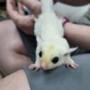 One Male Leucistic Sugar Glider