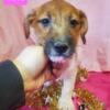 Wired Hair Jack Russell Terriers Males and Female