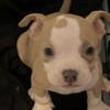 Pocket Bullies Pups Looking For New home