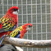 PAIR OF EASTERN ROSELLAS