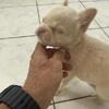 French bulldog puppy