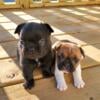 Black fluffy and fawn pied french bulldog puppies available to a good home 