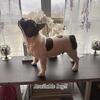 French bulldog puppies