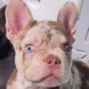 Rojo Chocolate Tri Merle Male Frenchie 