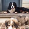 Great Bernese male pup