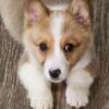 Beautiful Male corgi