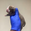 Micro Bully Puppies (Females)