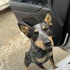 Australian cattle dog or a blue heeler