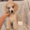 Toy Poodles in black,cream,light apricot.Hinckley Illinois