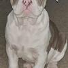 Olde English Bulldogge Female 