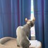 Dwelf female cat 1 year