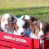 Aussie puppies from working parents