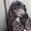 Standard Poodle (AKC) puppies