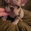 French Bulldog puppies