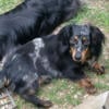 CKC 2 year old silver dapple miniature dachshund 