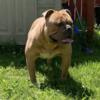 Olde English Bulldogge OPEN 4 STUD