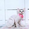 TICA Devon Rex Kitten