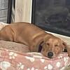 Miniature Dachshund 