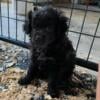 Assorted colors of Male puppies available (small breed) one female