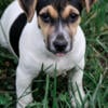 18 week old female NKC Jack Russell Terrier