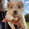 Shihpoo Puppies - Deposits Accepted NOW