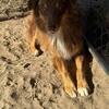 Ckc aussie
