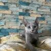 NEW!!! Elite pure breed kitten for sale from Europe!!!!