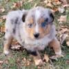 Mini Aussie Blue Merle Female Blue Eyes