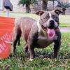 American Bully 