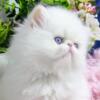 Flat face, white flame pointed blue eyes kitten