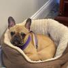 Fawn Female French Bulldog 3 YO