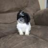 Teacup Shih Poo Pups