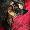 Adorable Mixed Breed Puppies – Ready for Forever Homes 10/20! 🐾