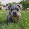 Short pocket/ Micro American Bully Pups