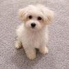 Havanese boy